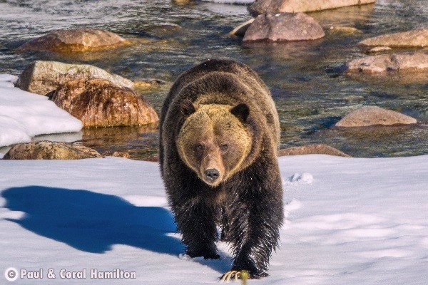 Banff Wildlife During June